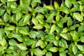 Greenhouse growing seedlings of young pepper plants Royalty Free Stock Photo