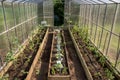 Greenhouse for growing tomatoes near a private house in the village