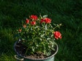 Greenhouse grown roses repoted in a biger metal pot placed on lawn grass