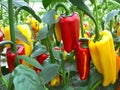 Greenhouse Harvest: A Vibrant Collection of Crisp, Juicy Peppers.