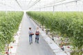 High angle view of coworkers carrying tomatoes in crate at greenhouse