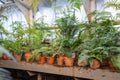 Greenhouse, indoor gardening concept. Plants and ferns growing in old terracotta ceramic flowerpots Royalty Free Stock Photo