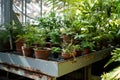 Greenhouse, indoor gardening concept. Plants and ferns growing in old terracotta ceramic flowerpots Royalty Free Stock Photo