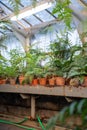 Greenhouse, indoor gardening concept. Plants and ferns growing in old terracotta ceramic flowerpots Royalty Free Stock Photo