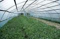 Greenhouse inside Royalty Free Stock Photo