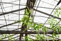 Greenhouse inside with branches of tomatoes