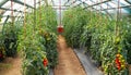 greenhouse inside full of vegetables Royalty Free Stock Photo