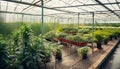 greenhouse inside full of vegetables Royalty Free Stock Photo