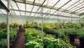 greenhouse inside full of vegetables Royalty Free Stock Photo