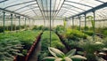 greenhouse inside full of vegetables Royalty Free Stock Photo