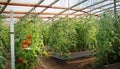 greenhouse inside full of vegetables Royalty Free Stock Photo