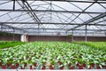 Greenhouse interior Royalty Free Stock Photo