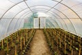 Greenhouse interior Royalty Free Stock Photo