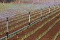 Greenhouse with leek field watering system in action Royalty Free Stock Photo