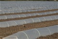 Greenhouse lines for growing crops Royalty Free Stock Photo