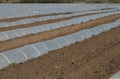 Greenhouse lines for growing crops Royalty Free Stock Photo