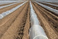 Greenhouse lines for growing crops Royalty Free Stock Photo