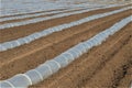 Greenhouse lines for growing crops Royalty Free Stock Photo