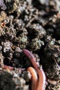 Greenhouse macro black earthworm.Eisenia fetida garden compost and plant waste recycling worms as fertile soil amendments Royalty Free Stock Photo
