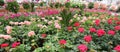 greenhouse with many pots of geraniums blossomed in spring