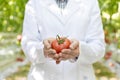 Midsection of scientist holding fresh organic tomato at greenhouse Royalty Free Stock Photo