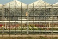 Greenhouse in Nieuwerkerk aan den Ijssel in the Netherlands with growing all colors of Gerbera flowers