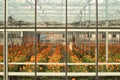 Greenhouse in Nieuwerkerk aan den Ijssel in the Netherlands with growing all colors of Gerbera flowers