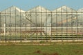 Greenhouse in Nieuwerkerk aan den Ijssel in the Netherlands with growing all colors of Gerbera flowers