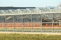 Greenhouse in Nieuwerkerk aan den Ijssel in the Netherlands with growing all colors of Gerbera flowers