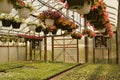 greenhouse nursery Royalty Free Stock Photo