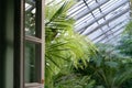 Greenhouse or orangery with tropical exotic plants. Interior of subtropical winter garden