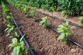 Greenhouse with organic pepper plants and drip irrigation system