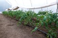 greenhouse with organic tomato plants and drip irrigation system Royalty Free Stock Photo