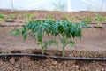 greenhouse with organic tomato plants and drip irrigation system Royalty Free Stock Photo