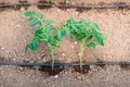 Greenhouse with organic tomato plants and drip irrigation system Royalty Free Stock Photo