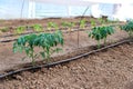 Greenhouse with organic tomato plants and drip irrigation system Royalty Free Stock Photo