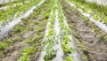 Greenhouse with organic vegetable seedlings, selective focus Royalty Free Stock Photo