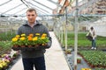 Greenhouse owner carrying tray with blooming marigold