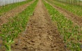 Greenhouse with pepper. Greenhouse with pepper. agriculture concept