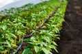 greenhouse with pepper plant and drip irrigation Royalty Free Stock Photo