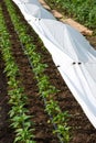 Greenhouse with pepper plant and drip irrigation Royalty Free Stock Photo