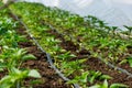 Greenhouse with pepper plant and drip irrigation Royalty Free Stock Photo