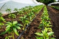 Greenhouse with pepper plant and drip irrigation Royalty Free Stock Photo