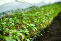 Greenhouse with pepper plant and drip irrigation Royalty Free Stock Photo