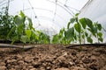 Greenhouse with pepper plant and drip irrigation system Royalty Free Stock Photo