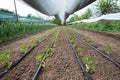 Greenhouse with pepper plant and drip irrigation system Royalty Free Stock Photo