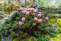 Greenhouse Pink Rhododendrons Royalty Free Stock Photo