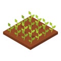 Greenhouse plant icon, isometric style