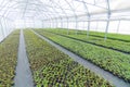 Greenhouse plant nursery. Spring Seedlings, Young plants growing Royalty Free Stock Photo
