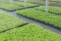 Greenhouse plant nursery. Spring Seedlings, Young plants growing Royalty Free Stock Photo